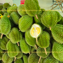 Sầu Riêng Sáu Hữu Miền Tây