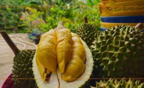 Sầu Riêng Musangking là gì..?