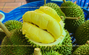 Sầu riêng chuồng bò là gì..?