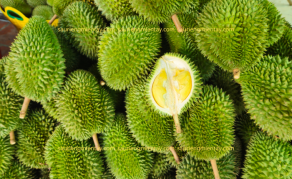 Sầu riêng sáu hữu là gì..?