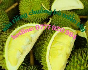 Sầu Riêng Chuồng Bò Cơm VIP