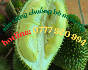 Sầu riêng chuồng bò miền tây