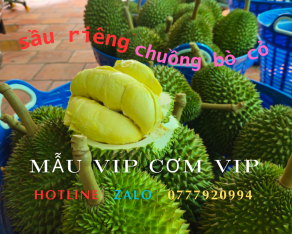 Sầu Riêng Chuồng Bò Chuẩn Zise VIP
