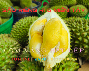 Sầu riêng ri 6 miền tây