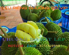 Chuông Bò Hạt Lép Size VIP