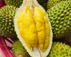 Sầu Riêng Musangking Miền Tây