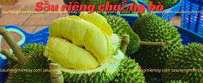 Khuyến mãi sầu riêng chuồng bò