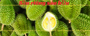 Khuyến mãi sầu riêng sáu hữu