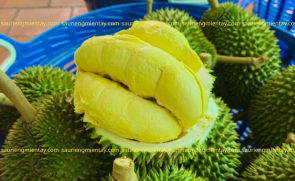 Sầu riêng chuồng bò là gì..?