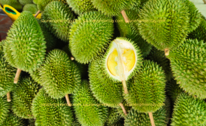 Sầu riêng sáu hữu là gì..?