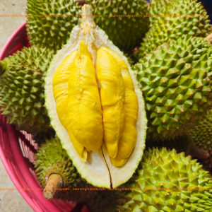 Musangking Miền Tây