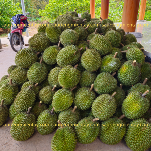 Sầu riêng chuồng bò size vip