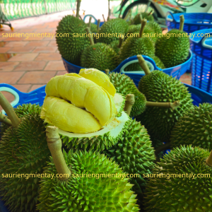 Sầu riêng chuồng bò size vip