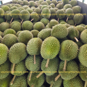 Sầu riêng chuồng bò size vip