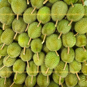 Sầu riêng chuồng bò size vip