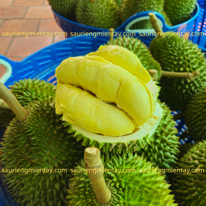 Sầu riêng chuồng bò size vip