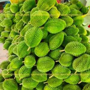 sáu hữu mẫu trái dài hạt lép