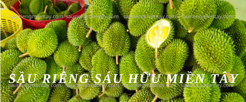 sầu riêng sáu hữu miền tây