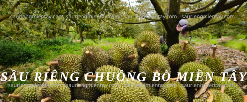 Sầu riêng chuồng bò