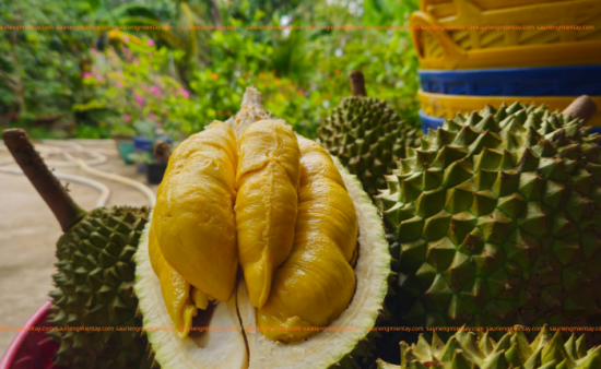 Sầu Riêng Musangking là gì..?